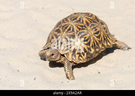 Kalahari Tent Tortoise / Tortue dentelée (Psammobates oculifer) Kgalagadi Transfrontier Park, Kalahari, Cap Nord, Afrique du Sud. Banque D'Images