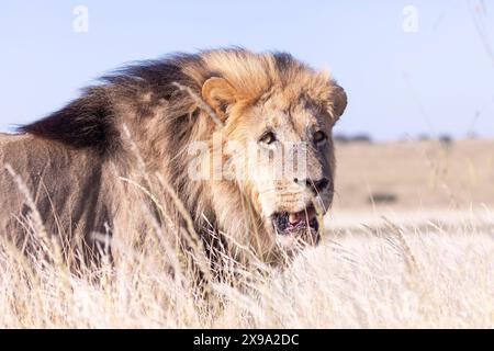 Kalahari Lion ou Black-Maned Lion (Panthera leo) gros mâle dominant abattu dans les prairies, Kalahari, Afrique du Sud Banque D'Images