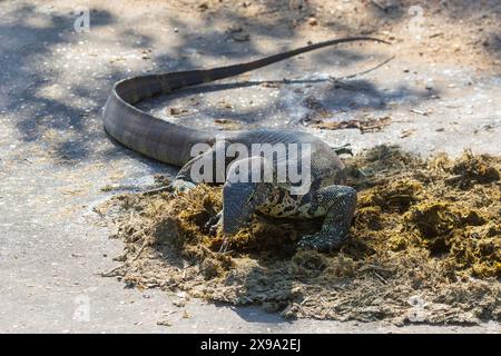 Moniteur du Nil (Varanus niloticus) aka lézard africain à petits grains, Leguaan d'eau, Leguaan de rivière, moniteur de l'eau se nourrissant de fumier d'éléphant, Limpopo, Sud Banque D'Images