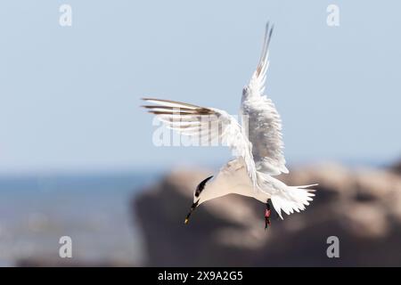 Sterne sandwich (Thalasseus sandvicensis) volant, en vol, Bird Island, Lamberts Bay, côte ouest, Afrique du Sud Banque D'Images