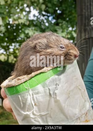 Campagnol d'eau (Arvicola amphibius) élevé en captivité pour des projets de réintroduction, sur le point d'être relâché, près de Redruth, Cornwall, Royaume-Uni, septembre 2022. Banque D'Images