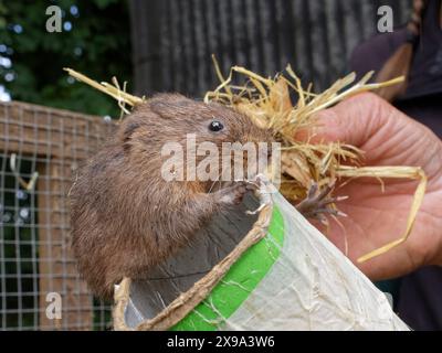 Campagnol d'eau (Arvicola amphibius) élevé en captivité pour des projets de réintroduction, sur le point d'être relâché, près de Redruth, Cornwall, Royaume-Uni, septembre 2022. Banque D'Images