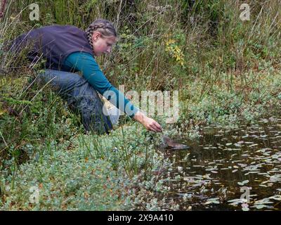 Campagnol d'eau (Arvicola amphibius) 'relâché dur' à la main dans un étang bien végétalisé, près de Redruth, Cornouailles, Royaume-Uni, septembre 2022. Banque D'Images