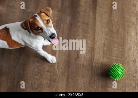 Joyeux Jack Russell Terrier jouant à la balle épi verte sur fond de plancher en bois à l'intérieur des appartements résidentiels. Petit look de chien actif et ludique Banque D'Images