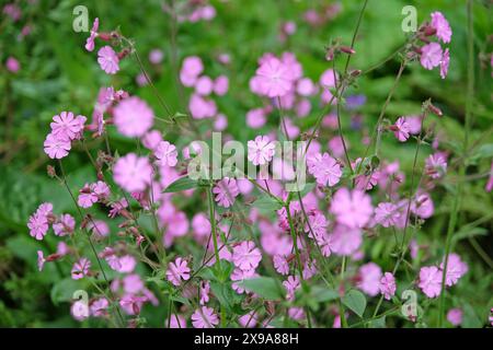 Silene Dioica rose, Campion rouge, en fleur. Banque D'Images