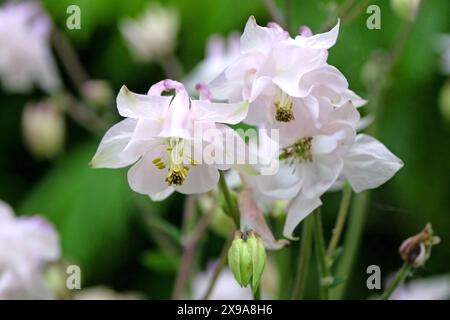 White Aquilegia Columbine, ou bonnet de grand-mère en fleur. Banque D'Images