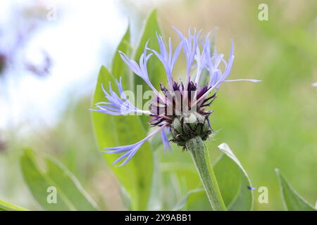 Gros plan d'un Centaurea Montana en fleurs sur un fond naturel lumineux, vue de côté, espace de copie Banque D'Images