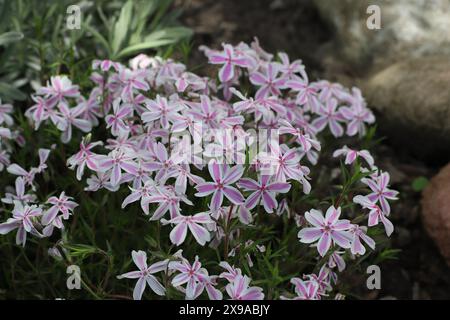 Gros plan d'une belle plante Phlox subulata à fleurs blanc-rose dans un lit de jardin Banque D'Images