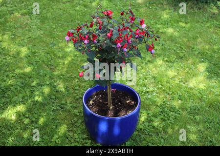 Plan d'un fuchsia en pot fleuri debout sur une pelouse ombragée Banque D'Images