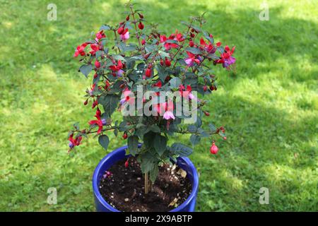 Gros plan d'un beau fuchsia dans une jardinière bleue, espace copie, fond vert ensoleillé Banque D'Images