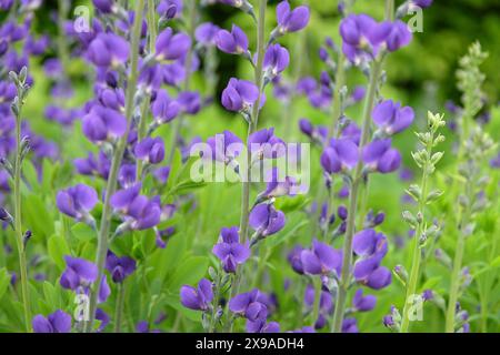 Baptisia australis, communément appelé indigo sauvage bleu ou faux indigo en fleur. Banque D'Images