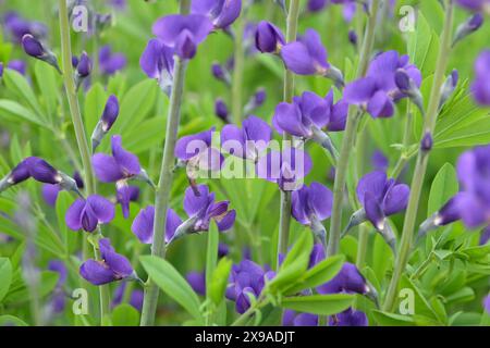 Baptisia australis, communément appelé indigo sauvage bleu ou faux indigo en fleur. Banque D'Images