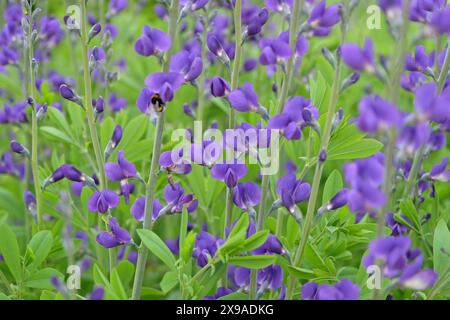 Baptisia australis, communément appelé indigo sauvage bleu ou faux indigo en fleur. Banque D'Images