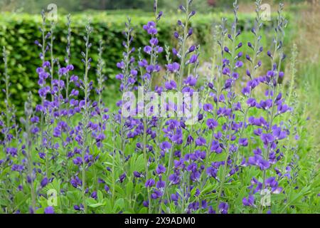 Baptisia australis, communément appelé indigo sauvage bleu ou faux indigo en fleur. Banque D'Images