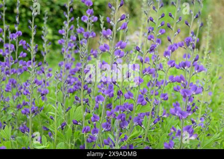 Baptisia australis, communément appelé indigo sauvage bleu ou faux indigo en fleur. Banque D'Images