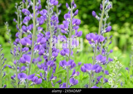 Baptisia australis, communément appelé indigo sauvage bleu ou faux indigo en fleur. Banque D'Images