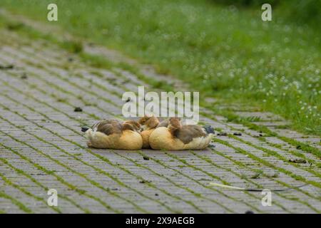 Trois canards sont couchés sur un trottoir de briques. Les canards sont petits et bruns. Le trottoir est couvert de mousse Banque D'Images