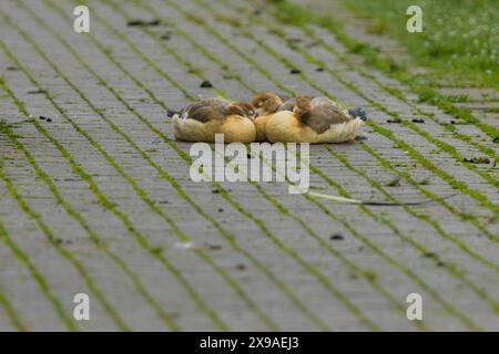 Trois canards sont couchés sur un trottoir de briques. Les canards sont petits et bruns. Le trottoir est couvert de mousse Banque D'Images