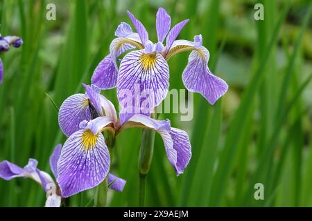 Iris versicolor bleu pâle, ou iris drapeau bleu nord, en fleur. Banque D'Images