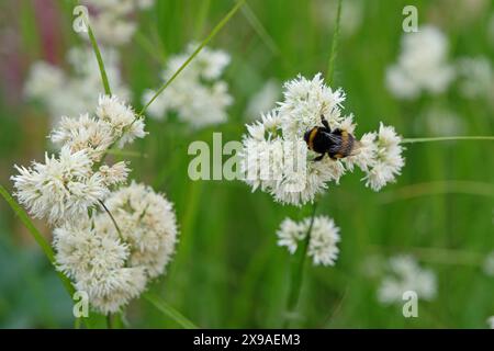 Un bourdon assis sur White Luzula nivea, ruée de neige, en fleur. Banque D'Images