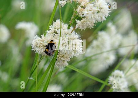 Un bourdon assis sur White Luzula nivea, ruée de neige, en fleur. Banque D'Images