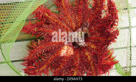 Mer Rouge, Egypte. Le dessous d'une couronne d'étoiles de mer épines enlevées d'un récif de corail de la mer Rouge par des plongeurs. Ils se nourrissent de coraux vivants Banque D'Images