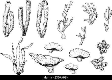 Un ensemble d'algues sous-marines et de coraux. Illustration vectorielle graphique noire et blanche dessinée à la main isolée sur fond blanc. Pour les cartes clip art Illustration de Vecteur