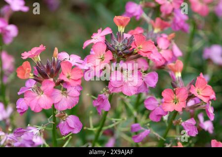 Rose et rouge Erysimum wallflower «constant Cheer» en fleur. Banque D'Images