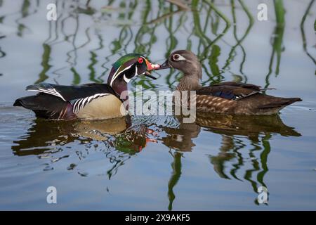 Wood Duck mâle et femelle Banque D'Images