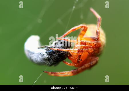 Une araignée orange-rouge dévore sa proie dans sa toile, démontrant les cycles de la nature. Prise à Wulai, Taiwan. Banque D'Images