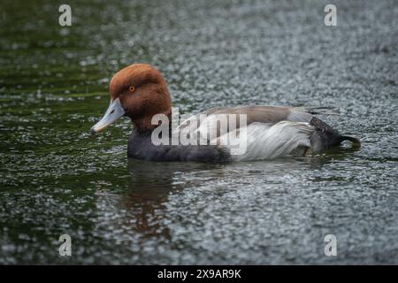 Redhead Duck mâle sous la pluie Banque D'Images