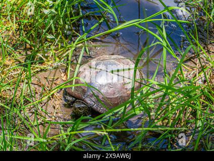 espèce protégée, emys orbicularis, tortue d'étang, terrapin d'étang européen, tortue d'étang européen Banque D'Images