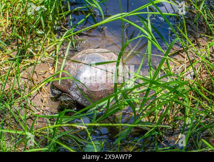 espèce protégée, emys orbicularis, tortue d'étang, terrapin d'étang européen, tortue d'étang européen Banque D'Images