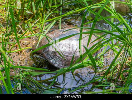 espèce protégée, emys orbicularis, tortue d'étang, terrapin d'étang européen, tortue d'étang européen Banque D'Images