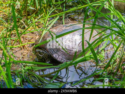 espèce protégée, emys orbicularis, tortue d'étang, terrapin d'étang européen, tortue d'étang européen Banque D'Images