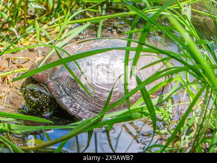 espèce protégée, emys orbicularis, tortue d'étang, terrapin d'étang européen, tortue d'étang européen Banque D'Images