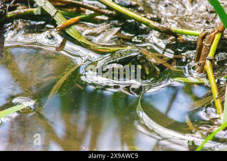 espèce protégée, emys orbicularis, tortue d'étang, terrapin d'étang européen, tortue d'étang européen Banque D'Images