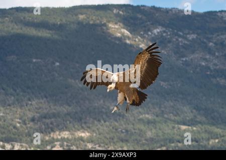 Vautours griffon eurasien (Gyps fulvus) en vol, venant atterrir Banque D'Images