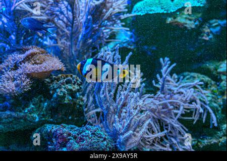 Un mignon poisson-clowtail anémonefish de Clark nageant dans un aquarium marin. Amphiprion clarkii est un poisson marin de la famille des Pomacentridae Banque D'Images