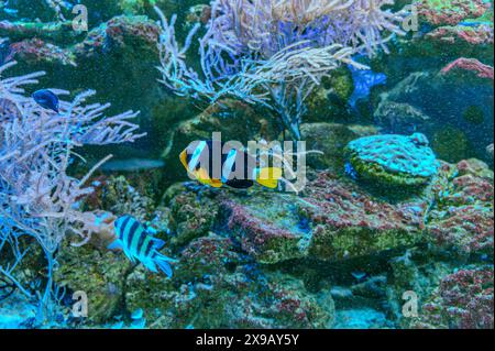 Un mignon poisson-clowtail anémonefish de Clark nageant dans un aquarium marin. Amphiprion clarkii est un poisson marin de la famille des Pomacentridae Banque D'Images