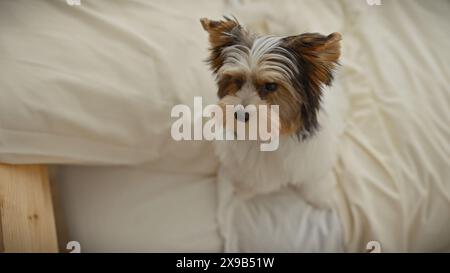 Un chiot terrier biewer mignon assis sur un lit moelleux dans une chambre confortable, regardant pensivement vers la caméra. Banque D'Images