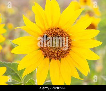 Abeille sur un tournesol Banque D'Images