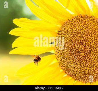 Gros plan d'un tournesol avec abeille volant vers son centre Banque D'Images