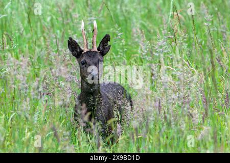 Chevreuil d'Europe (Capreolus capreolus) rare mélaniste mâle noir / buck mangeant de l'herbe et des herbes dans les prairies / prairies au printemps Banque D'Images