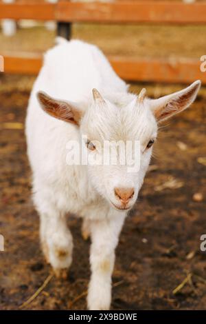 Chèvre à la ferme regarder paisible et contenu dans leur environnement clos. Photo verticale Banque D'Images