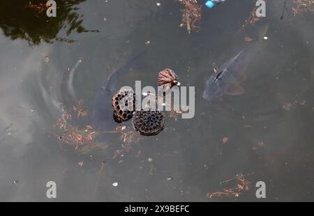 Carpes dans l'étang avec nenuphar dans l'étang Shinobazu, Ueno, Taito, Tokyo, Japon Banque D'Images