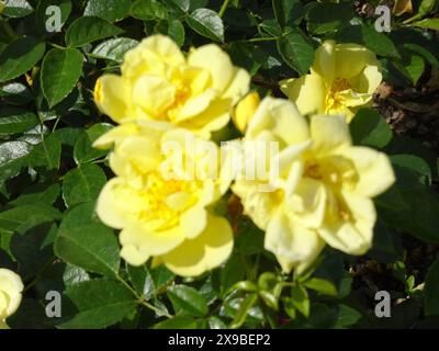 Bodendecker, Loredo, Rosarium, bühende Rosen, Baden BEI Wien, 2024, Manfred Siebinger *** couvre-sol, Loredo, Rosarium, roses à fleurs, Baden près de Vienne, 2024, Manfred Siebinger Banque D'Images