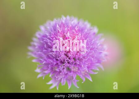 une grande fleur rose de ciboulette sur un fond doux Banque D'Images
