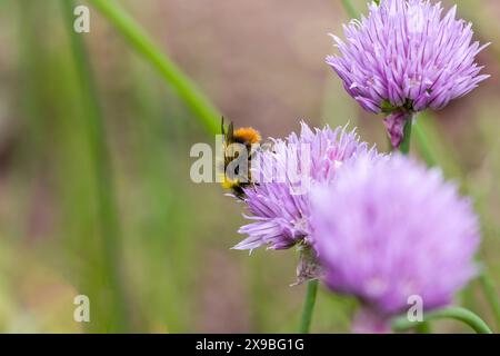 une abeille cardée à la recherche de nectar sur une fleur rose de la ciboulette commune Banque D'Images