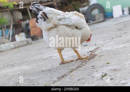 Une poule blanche marche le long de la rue dans son village, à la recherche de nourriture et manger quelque chose sur la route, gros plan de jambes Banque D'Images